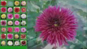 Лучшие сорта ГЕОРГИН для вашего сада