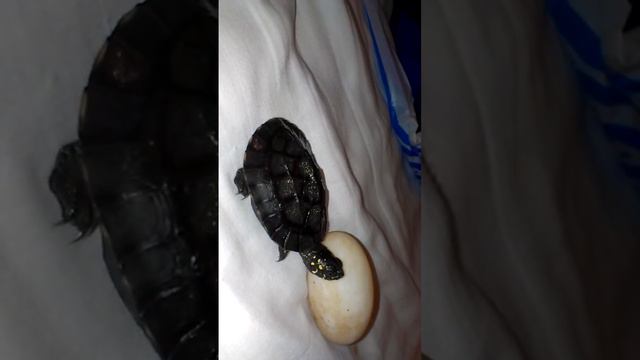 ТАКОГО ВЫ НЕ ВИДЕЛИ НИКОГДА!!!Шри Ланка,черепашка и яйцо той же самой черепашки смотреть онлайн