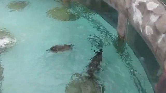 Водный зоопарк 3, Сеул смотреть онлайн