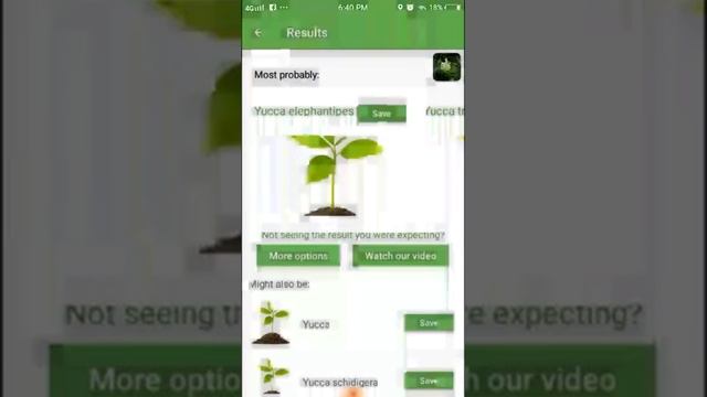 PlantSnap identifies a Spineless yucca (Yucca elephantipes) смотреть онлайн
