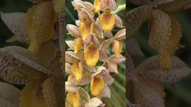 Catasetum Orchids. Polka Dots Brown With Golden Yellow