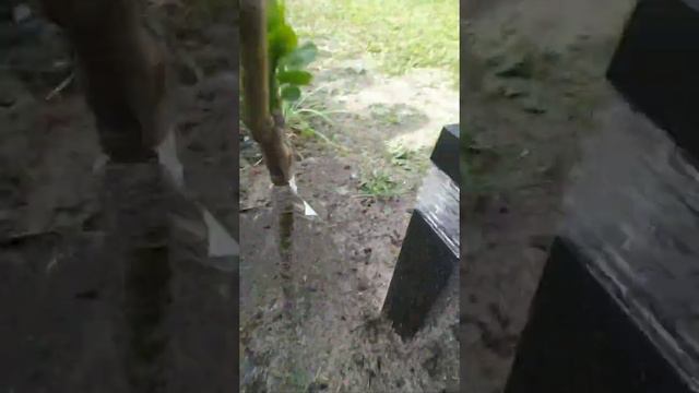 Сирень от Агромаркет смотреть онлайн