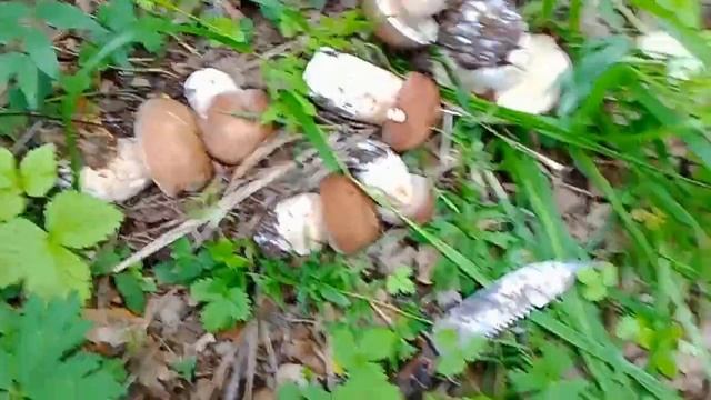 Пошли грибы. Первая поездка и удачная! Свердловская область. смотреть онлайн