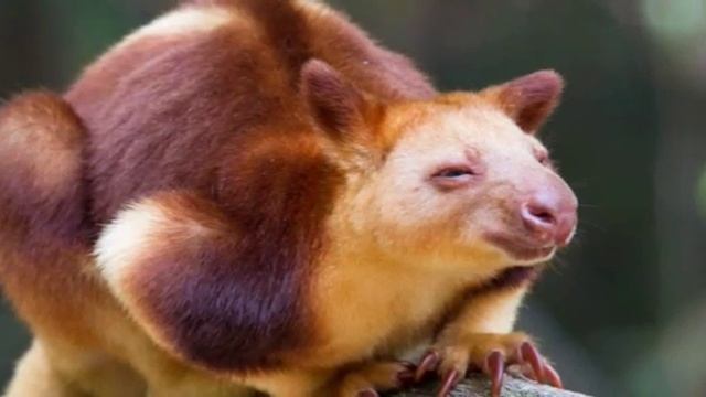 Древесные кенгуру.