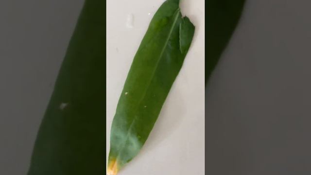 ASMR Anthurium Pendens after pruning off yellow leaf смотреть онлайн