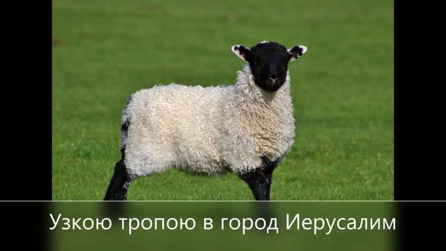 я - маленькая овечка смотреть онлайн