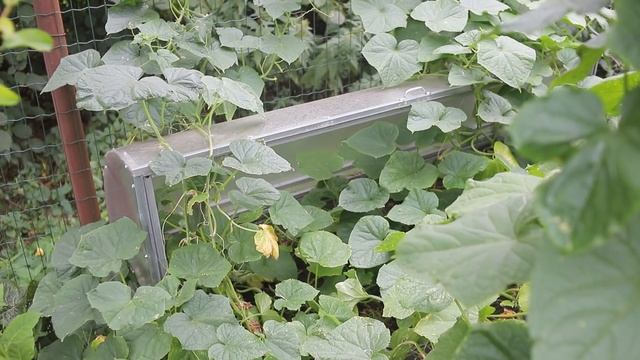 Тёплая грядка и огурцы I Сад Людмилы Кудасовой смотреть онлайн