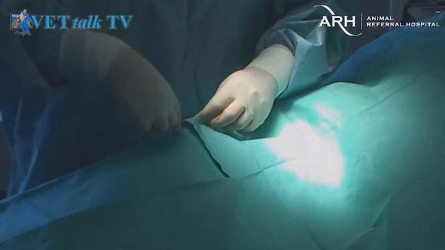 Duke's Skin Graft - Vet-Pro Version смотреть онлайн