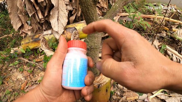 grow a mango tree from a banana tree and aloe vera смотреть онлайн