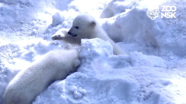 Белые медвежата в Новосибирском зоопарке имени Р.А. Шило смотреть онлайн