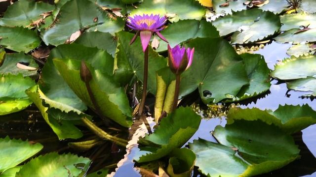 Sanya - Hainan - China | summer 2021 | Yalong bay смотреть онлайн