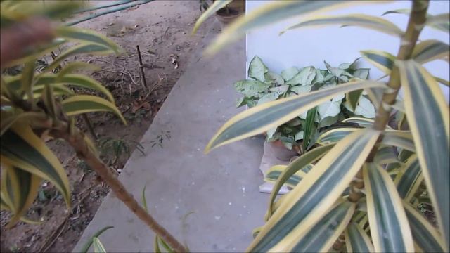 How to: Grow Song of India | Indoor Plant - Dracaena Reflexa смотреть онлайн