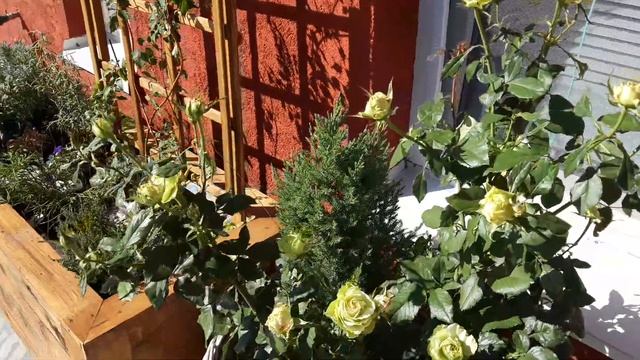 Роза спрей Санторини выращивание в контейнере. смотреть онлайн