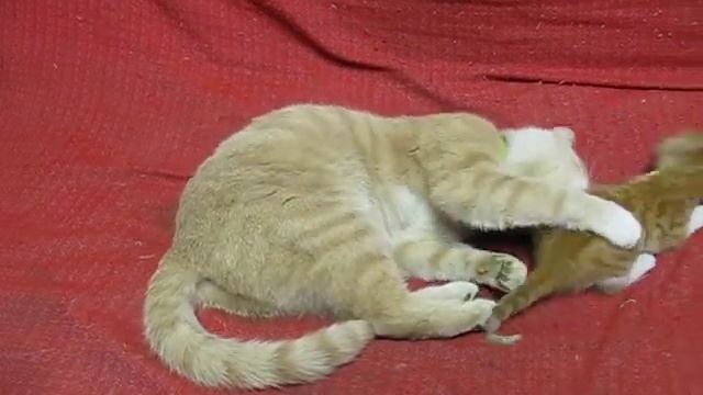 За что кошка бьет своего котенка? / For what the cat beats its kitten? смотреть онлайн