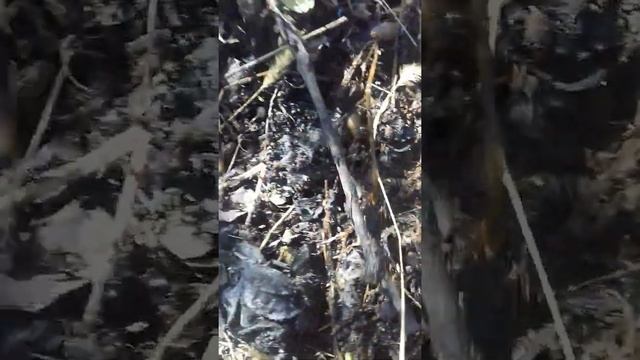 Слизни собираются на зимовку.Как с ними бороться? смотреть онлайн