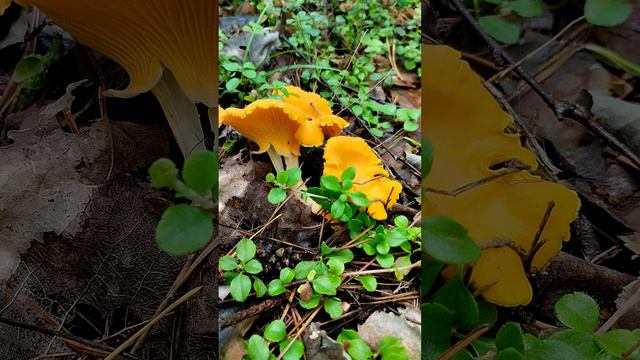 Грибы лисички в лесу