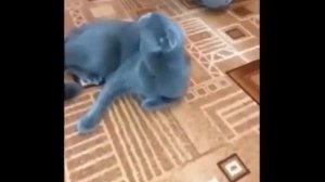 Пьяные _КОТЫ МАТЕРЯТСЯ_ приколы_пьяные животные_смешные животные_коты собаки_с новым годом 2020.mp4