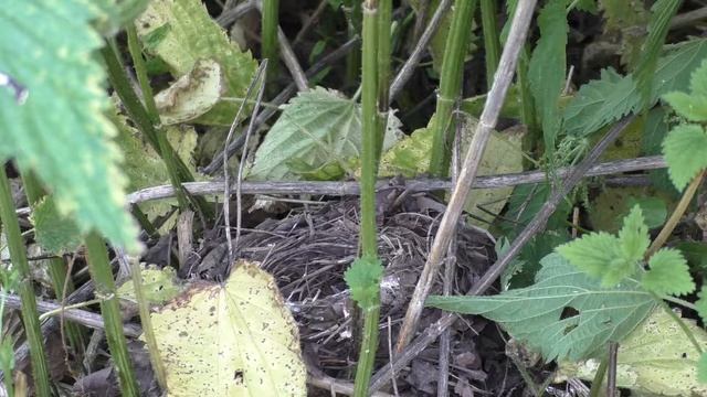 Соловей 160621 2 на Дальнем огороде 2 оставшихся птенца уходят из гнезда смотреть онлайн