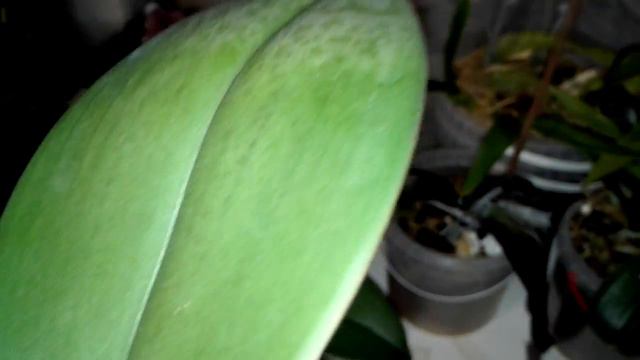 У Фаленопсисов пришлось отрезать цветоносы ради их жизни😐 смотреть онлайн