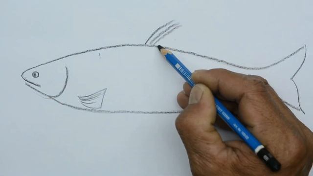 How to Draw a Mackerel Fish смотреть онлайн