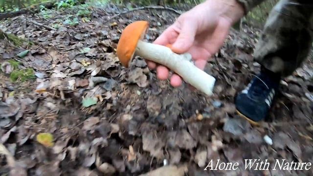 И снова царство подосиновиков,грибы Августа 2019!!!Kingdom of aspen смотреть онлайн