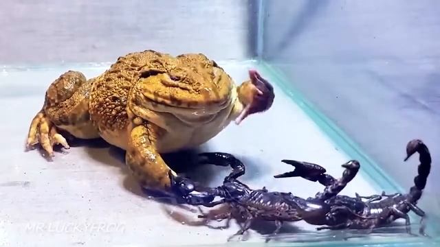 Лягушка бык захавал скорпиона смотреть онлайн