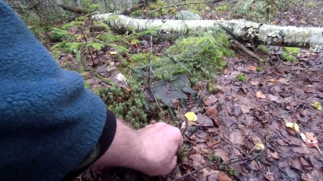 Белые на лесной дороге. смотреть онлайн