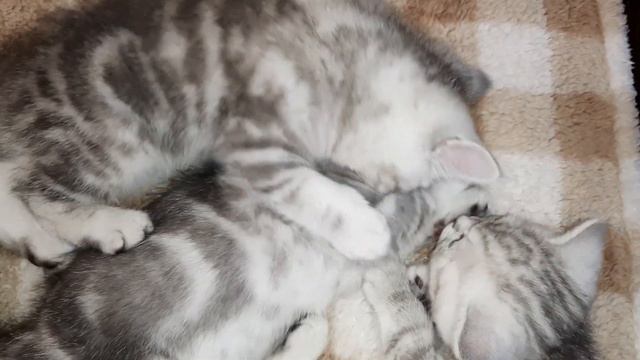 КОТЯТА будят КОТЁНКА,который очень крепко спит. смотреть онлайн