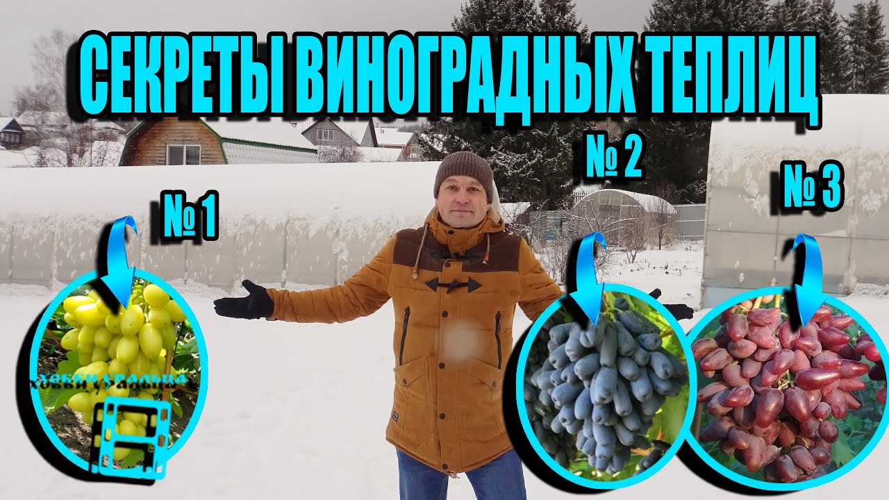 ТЕПЛИЦА ДЛЯ ВИНОГРАДА СВОИМИ РУКАМИ ВСЕ ТОНКОСТИ И НЮАНСЫ. СЕВЕРНЫЙ ВИНОГРАДНИК 21-6 смотреть онлайн