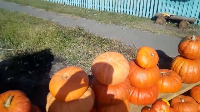 Супер тыква бизнес на трассе. Пенза-Рязань. смотреть онлайн