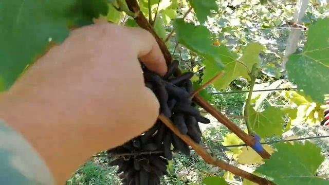 Весёлые пальцы и Княжна смотреть онлайн