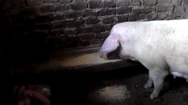 Кормление свиноматки до и после опороса.Как быть если свиноматка не ест? смотреть онлайн