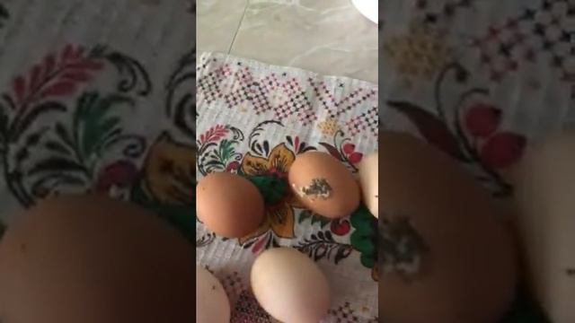 Яйца от наших кур смотреть онлайн