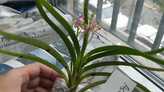 Orchid Classics 4 U | Orchid Unboxing: 8 Compact and Miniature Fragrant Vandas for my Grow Shelves смотреть онлайн