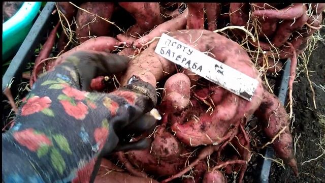 Урожай БАТАТА в Башкирии. Что выросло в это засушливое лето 2021 смотреть онлайн