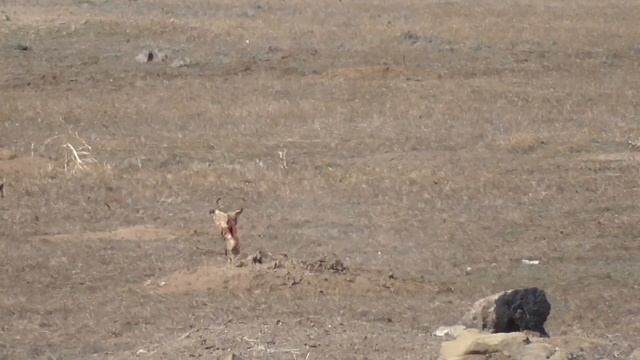 Prairie Dog Hunt 4-20-2018 смотреть онлайн