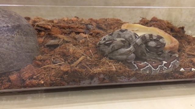 Кормление удава смотреть онлайн