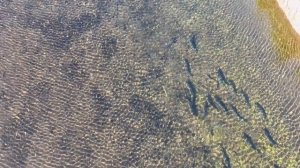 Тайна Шантарcких островов. 4К.