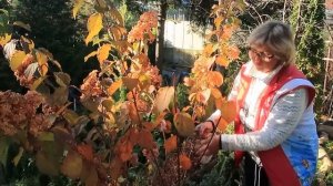 ОБРЕЗКА метельчатой гортензии  ФРАЙЗ МЕЛЬБА-2022 год