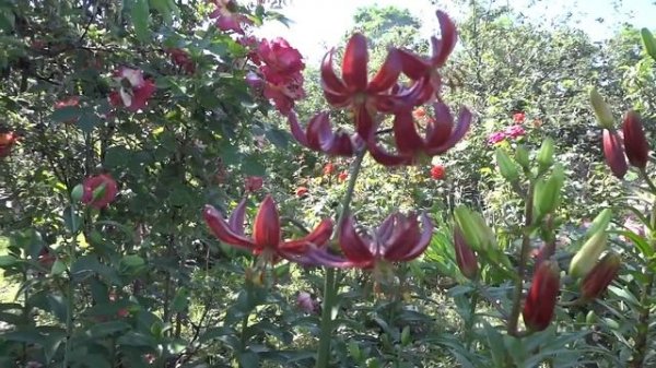 Разочарование в лилии Pink Morning (Пинк Монинг)