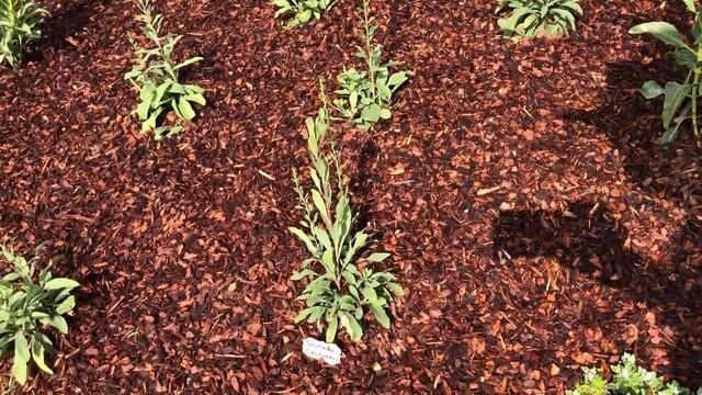 New Manhattan Beach Permaculture Garden смотреть онлайн