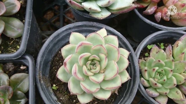 Echeveria türleri ve bakımı #echeveria смотреть онлайн