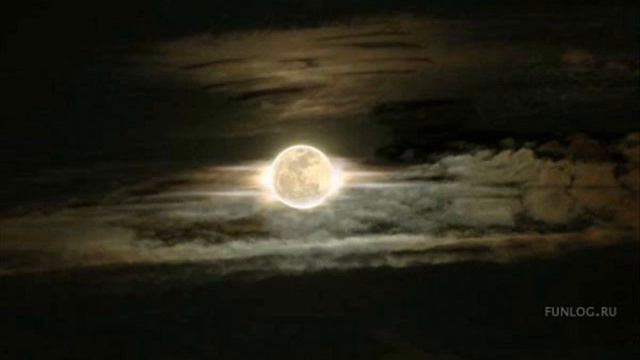 мёртвые дельфины на моей луне