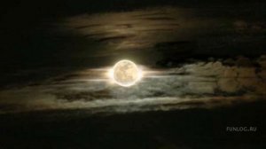 мёртвые дельфины на моей луне