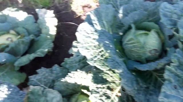 снимаем урожай - капуста савойская Вертю смотреть онлайн