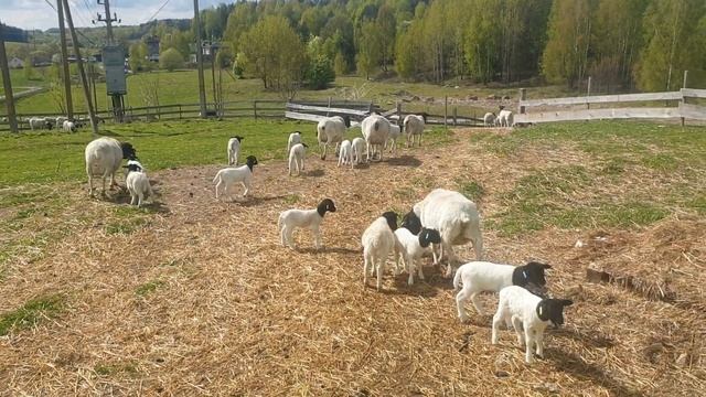 Ягнята Дорпер 5-10 дневки на выгуле #dorpersheep #dorper #дорпер #семейнаяферма смотреть онлайн