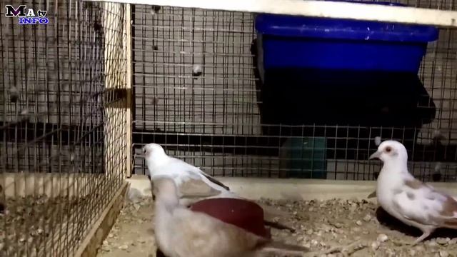 Finch Farming Small Business idea in Pakistan|Java Finch and Dove Setup| смотреть онлайн