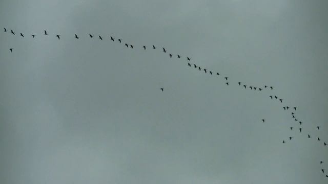 Охота на утку 16 11 2016