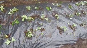 Клубника. Уникальный способ посадки клубники на чёрную плёнку.