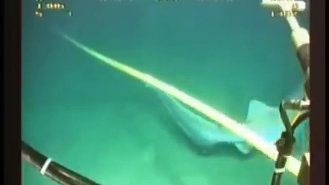 Акула атакует подводный кабель смотреть онлайн